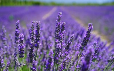 What To Make With Lavender